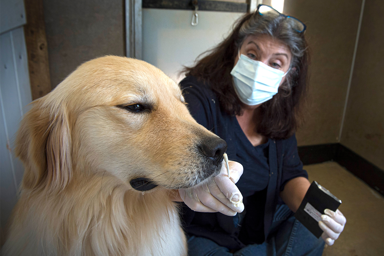 Jennifer Arnold holds a scented cotton swab to Cheeto's nose as a part of the dog's training. 