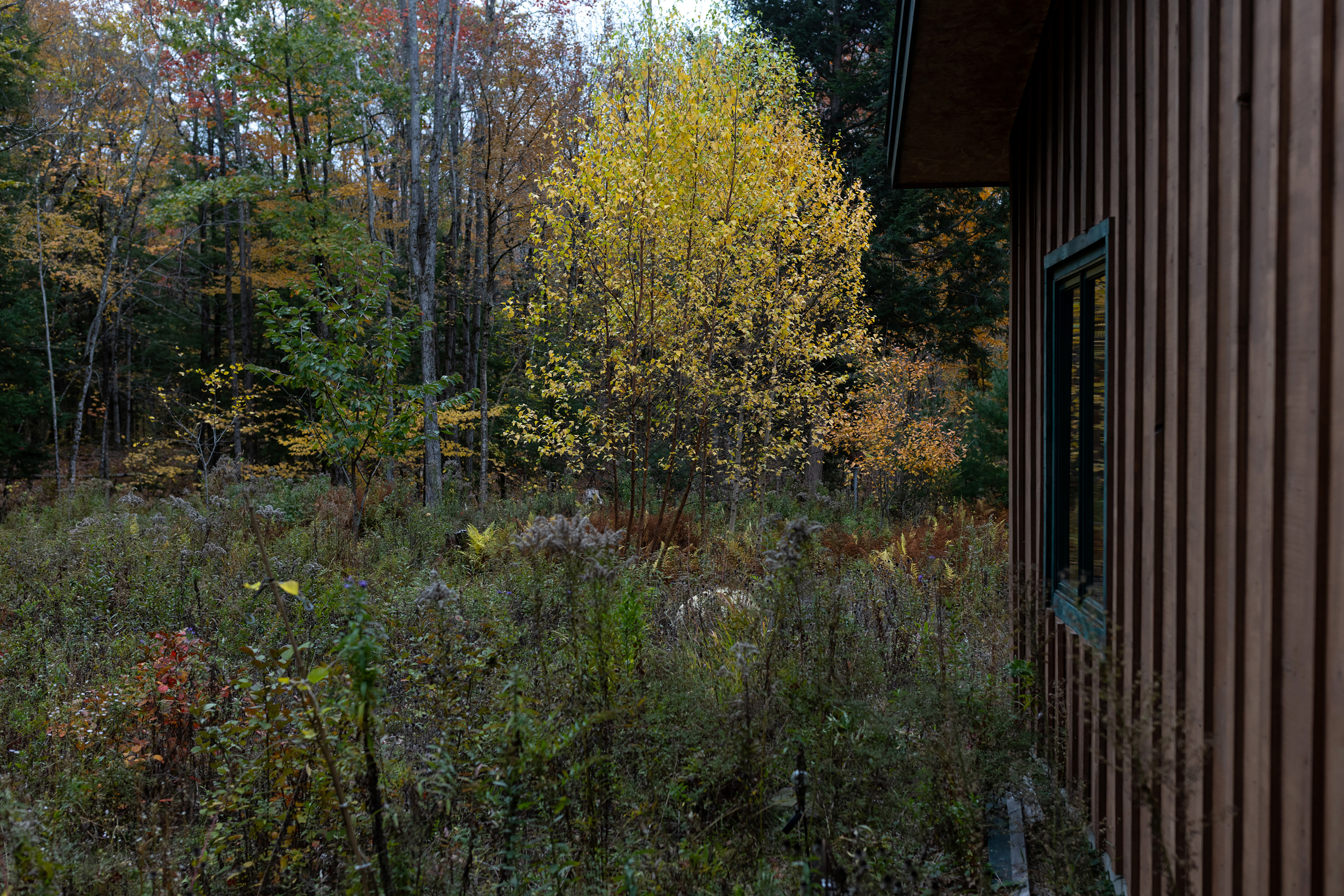 A photo of a meadow adjacent to a house in Maine.