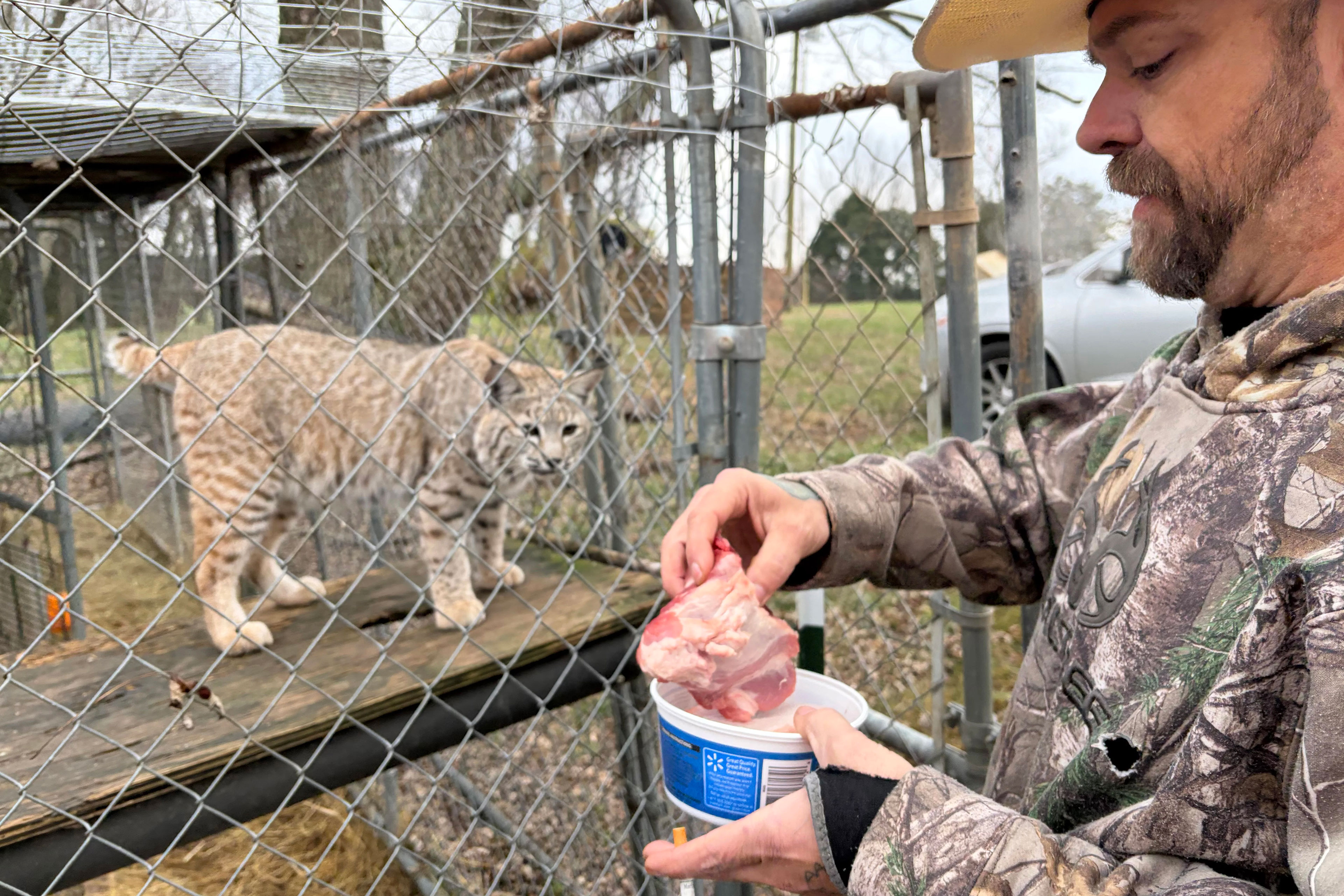 A man in a camouflage sweatshirt holds a plastic container in his left hand and picks a large chunk of raw meat out of it with his right hand. In the large cage beside him, a bobcat stands on a plank about waist-height and looks at the meat.